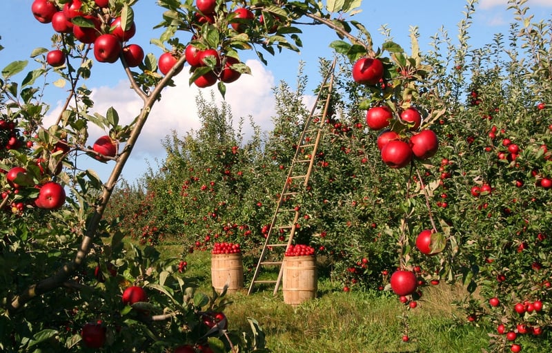 Organic Farming