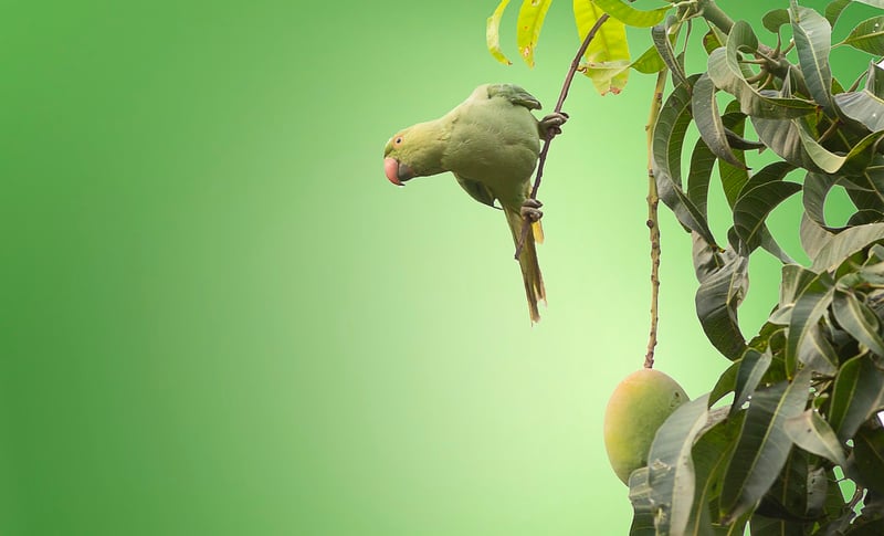 Conservation Scientist